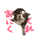 ゆるゆるチワワの兄弟（個別スタンプ：7）