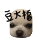 ゆるゆるチワワの兄弟（個別スタンプ：8）