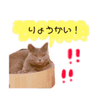 ブリティッシュショートヘアしゃるるさま（個別スタンプ：1）