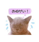 ブリティッシュショートヘアしゃるるさま（個別スタンプ：3）