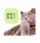 ブリティッシュショートヘアしゃるるさま（個別スタンプ：4）