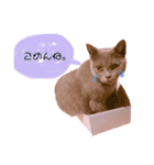 ブリティッシュショートヘアしゃるるさま（個別スタンプ：6）
