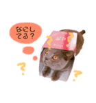 ブリティッシュショートヘアしゃるるさま（個別スタンプ：12）