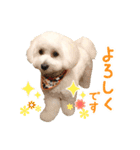 マルプーのサンク君スタンプ（個別スタンプ：1）
