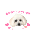 マルプーのサンク君スタンプ（個別スタンプ：2）