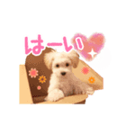 マルプーのサンク君スタンプ（個別スタンプ：7）