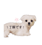 くるみといっしょ（個別スタンプ：37）