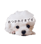 くるみといっしょ（個別スタンプ：38）