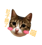 ネコちゃんたちの日常（個別スタンプ：2）