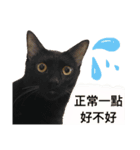 ネコちゃんたちの日常（個別スタンプ：7）