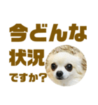 敬語でか文字かわいいチワワンコ（個別スタンプ：3）