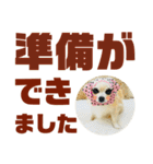 敬語でか文字かわいいチワワンコ（個別スタンプ：5）