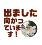 敬語でか文字かわいいチワワンコ（個別スタンプ：8）