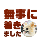 敬語でか文字かわいいチワワンコ（個別スタンプ：9）