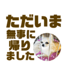 敬語でか文字かわいいチワワンコ（個別スタンプ：10）