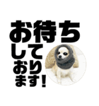 敬語でか文字かわいいチワワンコ（個別スタンプ：13）