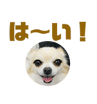 敬語でか文字かわいいチワワンコ（個別スタンプ：14）