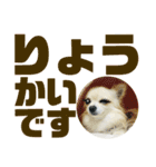 敬語でか文字かわいいチワワンコ（個別スタンプ：16）