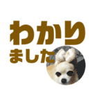 敬語でか文字かわいいチワワンコ（個別スタンプ：17）