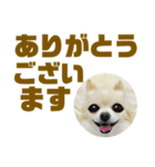 敬語でか文字かわいいチワワンコ（個別スタンプ：18）