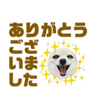 敬語でか文字かわいいチワワンコ（個別スタンプ：19）