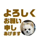 敬語でか文字かわいいチワワンコ（個別スタンプ：21）