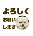 敬語でか文字かわいいチワワンコ（個別スタンプ：22）