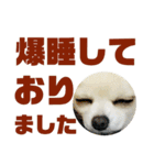 敬語でか文字かわいいチワワンコ（個別スタンプ：25）