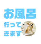 敬語でか文字かわいいチワワンコ（個別スタンプ：26）