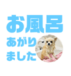 敬語でか文字かわいいチワワンコ（個別スタンプ：27）