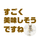 敬語でか文字かわいいチワワンコ（個別スタンプ：28）