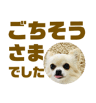 敬語でか文字かわいいチワワンコ（個別スタンプ：30）