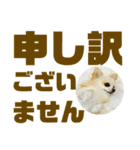 敬語でか文字かわいいチワワンコ（個別スタンプ：31）