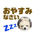 敬語でか文字かわいいチワワンコ（個別スタンプ：33）