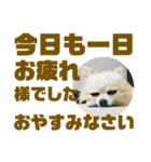 敬語でか文字かわいいチワワンコ（個別スタンプ：34）