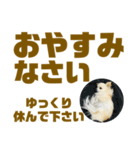 敬語でか文字かわいいチワワンコ（個別スタンプ：36）