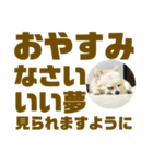 敬語でか文字かわいいチワワンコ（個別スタンプ：37）