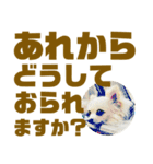 敬語でか文字かわいいチワワンコ（個別スタンプ：39）