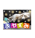 ビリーstamp（個別スタンプ：3）