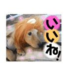 ビリーstamp（個別スタンプ：16）