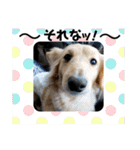 ビリーstamp（個別スタンプ：19）