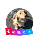 ビリーstamp（個別スタンプ：20）