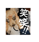 ビリーstamp（個別スタンプ：22）