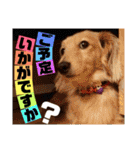 ビリーstamp（個別スタンプ：24）