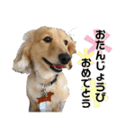 ビリーstamp（個別スタンプ：35）