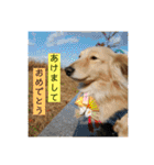 ビリーstamp（個別スタンプ：36）