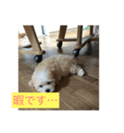 マロンとマロ（個別スタンプ：3）