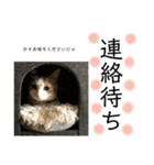 保護猫ビスコ2 byオハナビーズ（個別スタンプ：1）