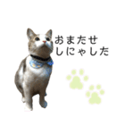保護猫ビスコ2 byオハナビーズ（個別スタンプ：2）