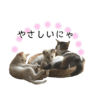 保護猫ビスコ2 byオハナビーズ（個別スタンプ：3）